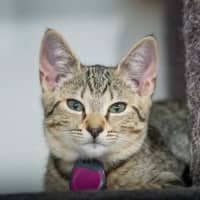 Photo of Rosie
