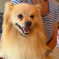 Photo of Toby