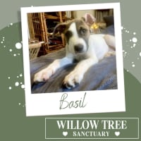 Photo of Basil