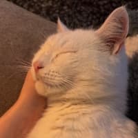 Photo of Stewie