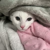 Photo of Vivi   In Foster Care In Avondale Heights