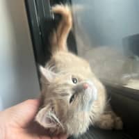 Photo of Cleo   Located In Kensington