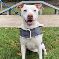 Photo of Rex