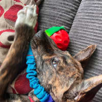 Photo of Brandy   15 Week Old Bull Arab X (On Trial)