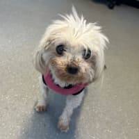 Photo of Lily