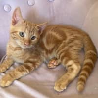 Photo of Sage