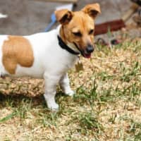 Photo of Ollie Smith