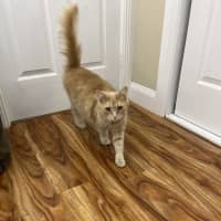 Photo of Smokey