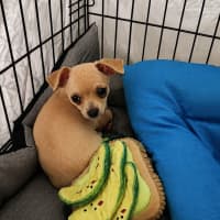 Photo of Milo