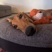 Photo of Sean, The Greyhound