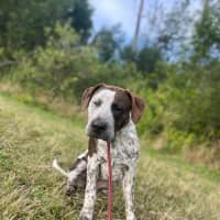 Photo of Ginger Spice