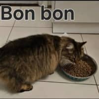 Photo of Bon Bon