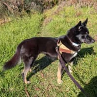 Photo of Black Forest