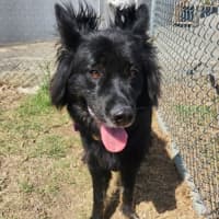 Photo of Mishka (62910)