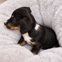 Photo of Dolly