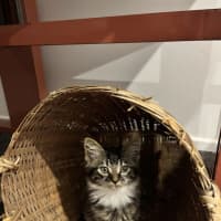 Photo of Tinkerbell