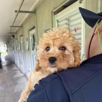 Photo of Cinna