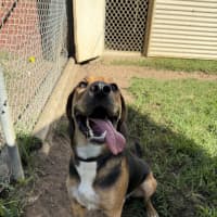 Photo of Scout