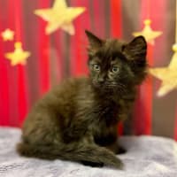 Photo of Kiki   Located In Kew