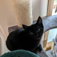 Photo of Apollo