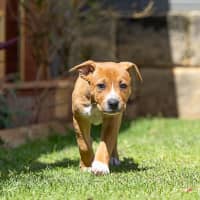 Photo of Biscuit