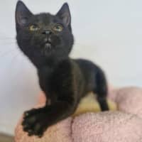 Photo of Minerva   Located In Wallan