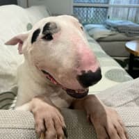 Photo of Busta