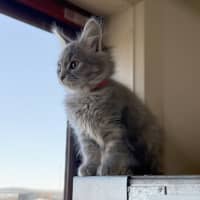 Photo of Miffy