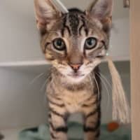 Photo of Dante