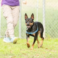 Photo of Clover