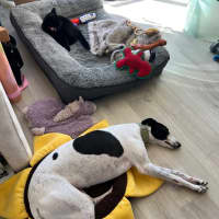 Photo of Panda, The Greyhound