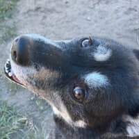Photo of Kojack