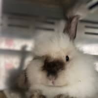 Photo of Minnie   Available At Pet Stock Engadine