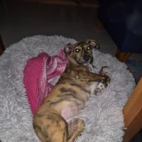 Photo of Tilly   8 Month Old Kelpie X