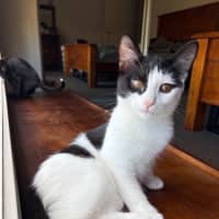 Photo of Candy Cane