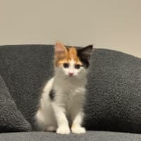 Photo of Feta & Olive