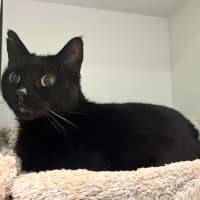 Photo of Panther