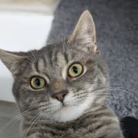 Photo of 👾 Chops 5440 👾