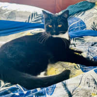 Photo of Zorro