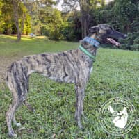 Photo of Meg (Little Meg)