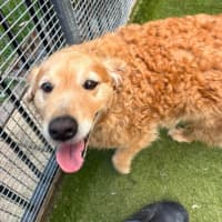 Photo of Nala