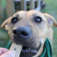 Photo of Nugget