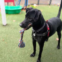 Photo of Sherlock Bones