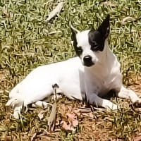 Photo of Billie   4 Year Old Chihuahua