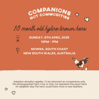 Photo of Rescue Hens