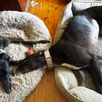 Photo of Candy, The Greyhound