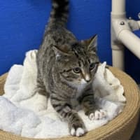 Photo of Crumpet