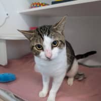 Photo of Pirate