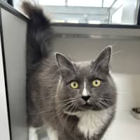 Photo of Maverick
