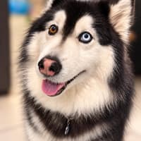 Photo of Nymeria